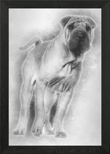 Shar Pei Welpe 6 Monate alt