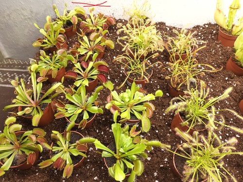 Karnivoren dionaea muscipula - karnivoren,