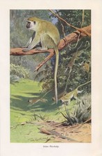Grüne  Meerkatze  Chlorocebus Primaten Affe  Farbdruck 1916 Wilhelm Kuhnert