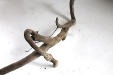 Schwemmholz Treibholz  Skulptur  L 56 cm  Lampe Wurzel grazile Figur Frau