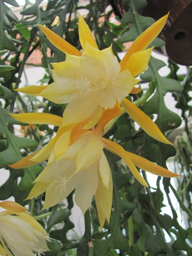 Epiphyllum blattkaktus - epiphyllum,