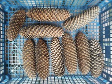 10 Fichtenzapfen, natur, zum