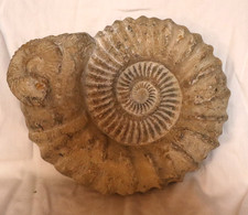 AMMONIT Fossilie Schnecke
