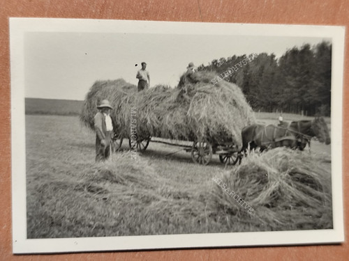 Foto pferd leiterwagen stroh - leiterwagen,