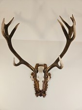 Hirschgeweih Rotwild Geweih