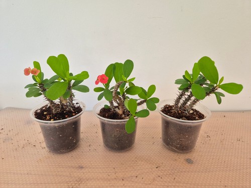 Christusdorn euphorbia milii - euphorbia,