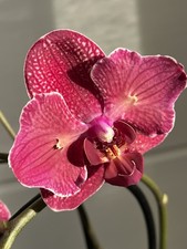 Orchidee Phalaenopsis KIMONO