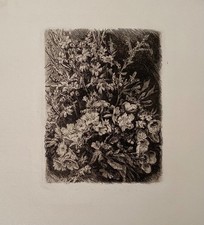 Krauskopf, i.d.Platte