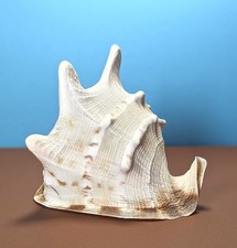 Riesen Muschel XXL, gehörnte