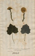 Tussilago farfara Huflattich