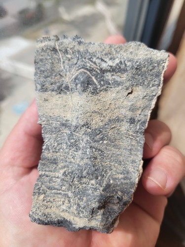 Pre ediacaran algae - ediacaran, tenocharta
