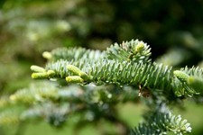 Abies procera / Edeltanne  -