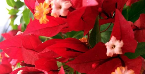 Bougainvillea-Welt