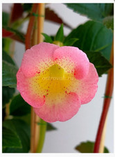 Achimenes (Schiefteller) BRiD´s Casandra 3 Rhizome African Violet,Zimmerpfl.