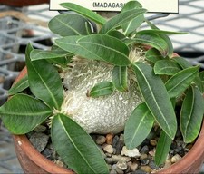 Pachypodium brevicaule 3 Samen, Madagaskarpalme, Kaktus, Sukkulenten