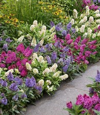 BALDUR Garten 3er-Mix