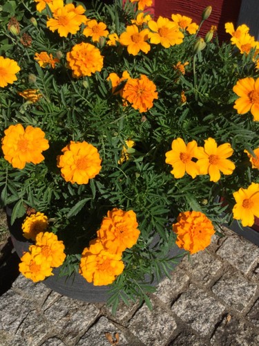 Tagetes studentenblume - tagetes, /