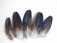 5  schwarze  blauschimmernde Pfauenfedern , 9 cm  lang, Basteln, Floristik
