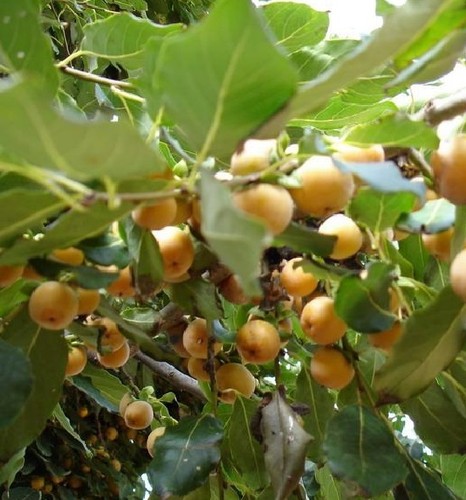 Lotuspflaume winterharte - lotuspflaume,
