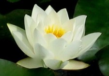 Teichpflanzen Sortiment mit 20 Pflanzen und einer Seerose