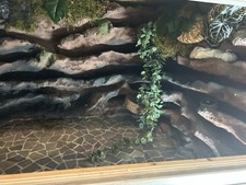Wunderschön Gestaltetes Terrarium OSB
