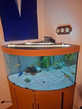 Verschenke Eckaquarium mit