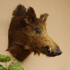 Wildschwein Europäischer
