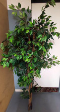 Ficus benjamin 180 - ficus, ca.