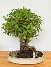 Zimmerbonsai Ficus retusa immergrün pflegeleicht 5259 Anfänger geeignet Wohnung