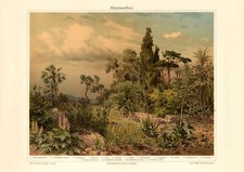 Mittelmeerflora historischer