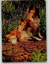 12093119 - Langhaar Collie ca 1965 AK