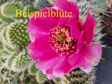Opuntia polyacantha Kansas Pinky winterhart frosthart Kakteen