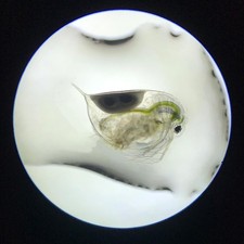 Daphnia Magna Eier – zur