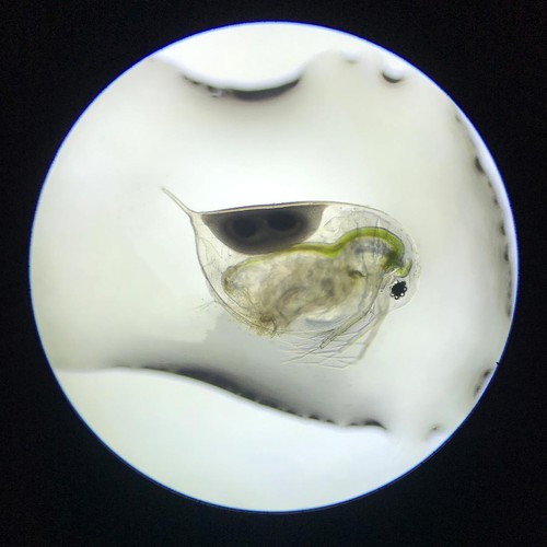 Daphnia magna eier - eier, zur