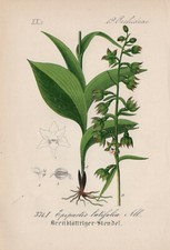 Breitblättrige Stendelwurz