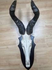 Antilope Hartebeest Trophäe Afrika Geweih