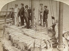 Norwegen Fischer Foto Stereo