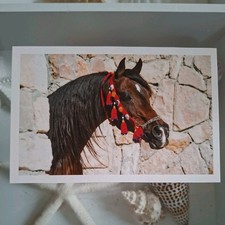 Pferdepostkarte AK Pferd Korsch Vollblut-Araber 3 2011