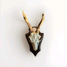 Rehbock / Trophäe / Vintage /