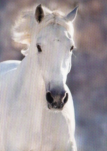 Pferd horse - *,