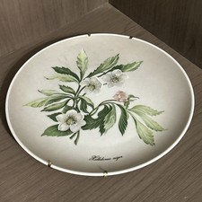 Kaiser W. Germany Christrose 7