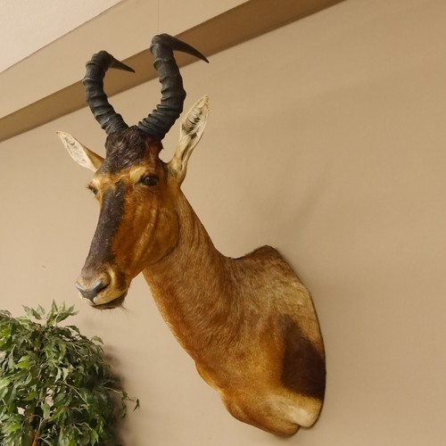 Hartebeest kuh antilope kopf - hartebeest,