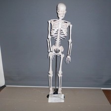 Newgen Medical Skelett