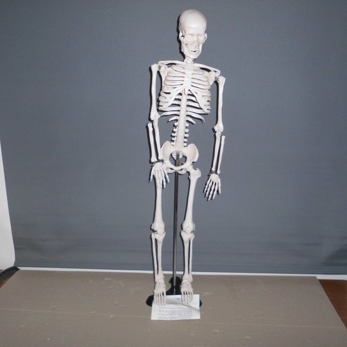 Newgen medical skelett - newgen,
