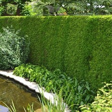 Lebensbaum Thuja Brabant 180-200 cm. Angebot: ab 3 Koniferen. Thuja: BESTSELLER