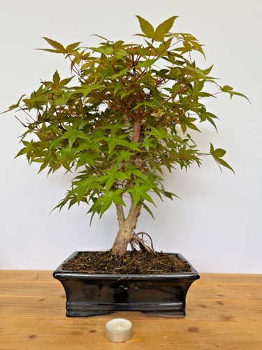 Bonsai acer palmatum - bonsai,