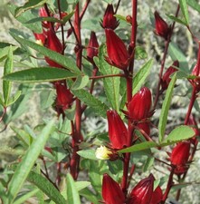 SAMEN TEE-HIBISKUS Blumensamen