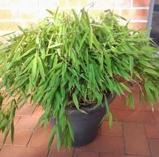 Mini Bambus Luca 20-30cm - Fargesia murielae