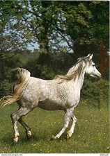 Tiere - Pferde - Asyl Araber - CPM - siehe beidseitige Scans