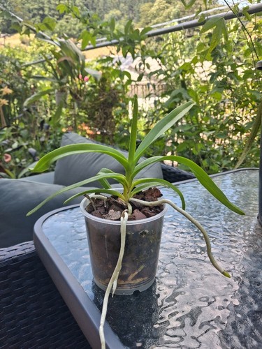 Vanda limbada orchidee - limbada, –